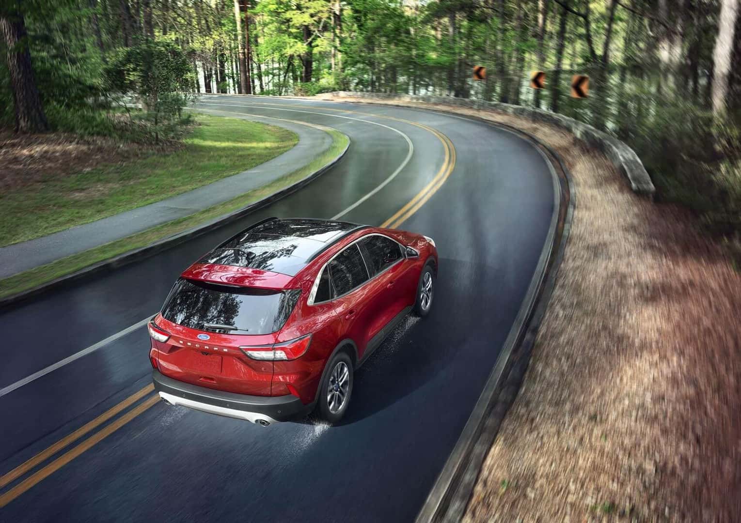 Red Escape in the forest