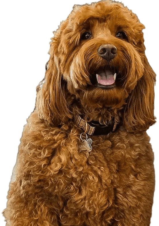 owner's dog