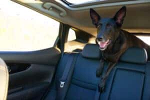 black dog in vehicle leather seat features Tom Masano Ford in PA