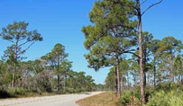 Jonathan Dickinson State Park #1