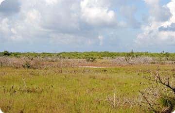 Okeelanta Wildlife Management Area #2